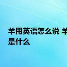 羊用英语怎么说 羊英文是什么