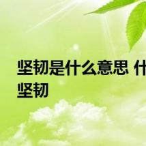 坚韧是什么意思 什么是坚韧