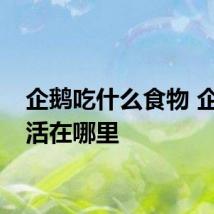 企鹅吃什么食物 企鹅生活在哪里