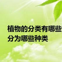 植物的分类有哪些 植物分为哪些种类
