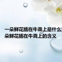 一朵鲜花插在牛粪上是什么意思 一朵鲜花插在牛粪上的含义