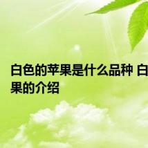 白色的苹果是什么品种 白苹果水果的介绍