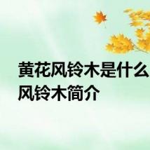 黄花风铃木是什么 黄花风铃木简介