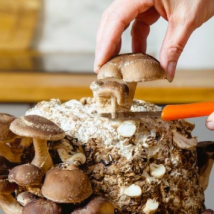 如何在家种植和烹饪蘑菇