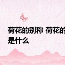 荷花的别称 荷花的别称是什么