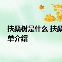 扶桑树是什么 扶桑树简单介绍