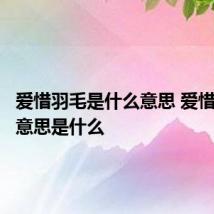爱惜羽毛是什么意思 爱惜羽毛的意思是什么