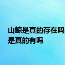 山鲸是真的存在吗 山鲸是真的有吗