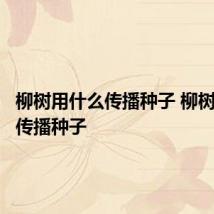 柳树用什么传播种子 柳树靠什么传播种子