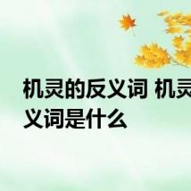 机灵的反义词 机灵的反义词是什么