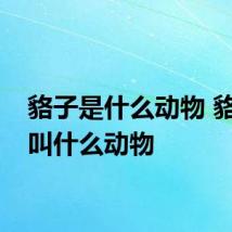 貉子是什么动物 貉子又叫什么动物