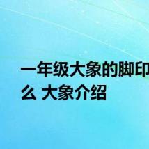 一年级大象的脚印像什么 大象介绍