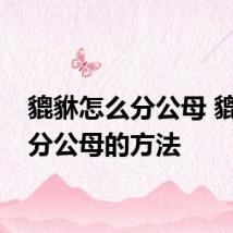 貔貅怎么分公母 貔貅区分公母的方法