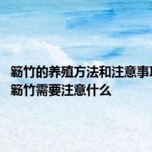 簕竹的养殖方法和注意事项 养殖簕竹需要注意什么