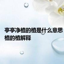 亭亭净植的植是什么意思 亭亭净植的植解释