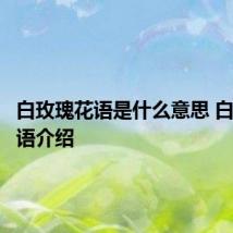 白玫瑰花语是什么意思 白玫瑰花语介绍