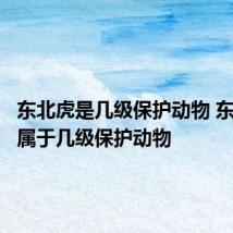 东北虎是几级保护动物 东北虎是属于几级保护动物