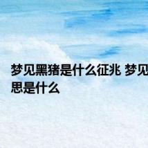 梦见黑猪是什么征兆 梦见黑猪意思是什么