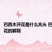 巴西木开花是什么兆头 巴西木开花的解释