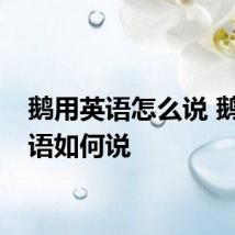 鹅用英语怎么说 鹅用英语如何说