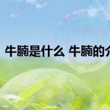 牛腩是什么 牛腩的介绍