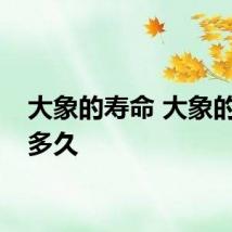 大象的寿命 大象的寿命多久