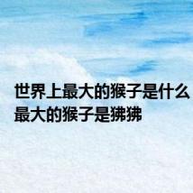 世界上最大的猴子是什么 世界上最大的猴子是狒狒