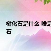 树化石是什么 啥是树化石