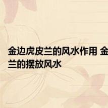 金边虎皮兰的风水作用 金边虎皮兰的摆放风水