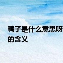 鸭子是什么意思呀 鸭子的含义
