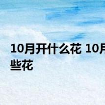 10月开什么花 10月开哪些花