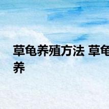 草龟养殖方法 草龟怎么养