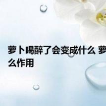 萝卜喝醉了会变成什么 萝卜有什么作用