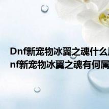 Dnf新宠物冰翼之魂什么属性 Dnf新宠物冰翼之魂有何属性