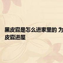 黑皮蠹是怎么进家里的 为什么黑皮蠹进屋