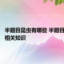 半翅目昆虫有哪些 半翅目昆虫的相关知识