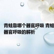 青蛙靠哪个器官呼吸 青蛙靠哪个器官呼吸的解析