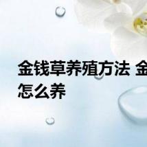 金钱草养殖方法 金钱草怎么养