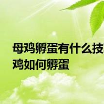 母鸡孵蛋有什么技巧 母鸡如何孵蛋