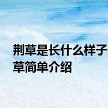 荆草是长什么样子的 荆草简单介绍