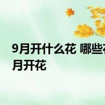 9月开什么花 哪些花在9月开花