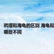 玳瑁和海龟的区别 海龟和玳瑁有哪些不同