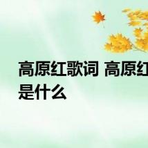 高原红歌词 高原红歌词是什么