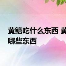 黄鳝吃什么东西 黄鳝吃哪些东西