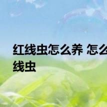 红线虫怎么养 怎么养红线虫