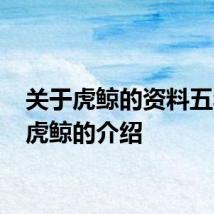 关于虎鲸的资料五年级 虎鲸的介绍