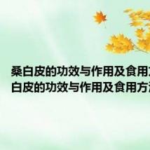 桑白皮的功效与作用及食用方法 桑白皮的功效与作用及食用方法介绍