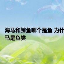 海马和鲸鱼哪个是鱼 为什么说海马是鱼类