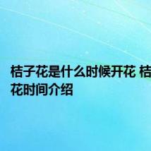 桔子花是什么时候开花 桔子花开花时间介绍