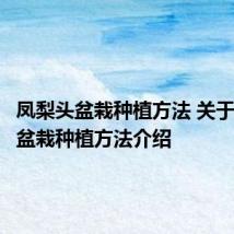 凤梨头盆栽种植方法 关于凤梨头盆栽种植方法介绍